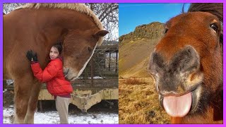 Adorable Horses Hugging Their Owners  Horses Showing Love To Humans amp Funny Horse Videos [upl. by Eaneg]