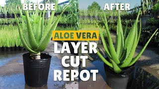 How To Layer Cut and Repot Big Aloe Vera Plant [upl. by Asseneg]