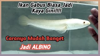 Channa striata AlbinoBegini Cara Membuat ikan gabus ini jadi seperti Albino [upl. by Zoubek]