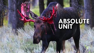 Moose are Absolute Units [upl. by Zoila]