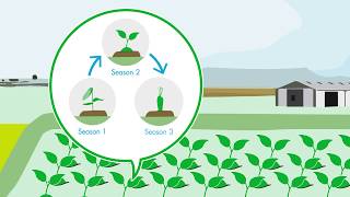 GAP in Action Video Integrated Pest Management IPM [upl. by Kalindi621]