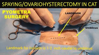 SPAYINGOVARIOHYSTERECTOMY IN CAT  PYOMETRA SURGERY IN CAT  SURGERY SERIES  VET ISMAEEL OFFICIAL [upl. by Enyal849]