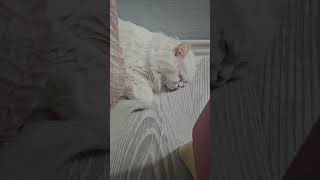 Bizi evinde misafir eden yavrumuza teşekkür ederiz 😻 catlovers10m cat 🎥Gebzepetsitter [upl. by Ylrae208]