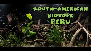 South American Biotope Aquarium  Peru  450L [upl. by Bradman]