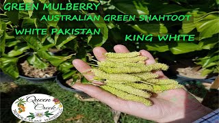 The Sweetest Mulberry In The WORLD  Green Mulberry [upl. by Mendive]