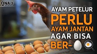 QNA 3  APAKAH AYAM PETELUR BUTUH AYAM JANTAN AGAR BISA BERTELUR [upl. by Amairam]