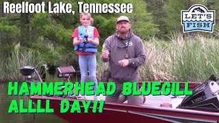 GIANT BLUEGILL AT REEL FOOT Lets Fish 122021 SouthWEST Reelfoot Lake Tennessee [upl. by Latsryk]