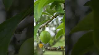 New Zealand 🇳🇿 Rotorua plum tree [upl. by Lahcear353]