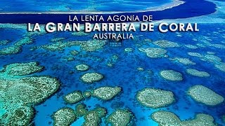 LA GRAN BARRERA DE CORAL Un milagro de la naturalezaHD13 [upl. by Ott]