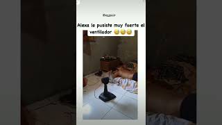 Le puso muy fuerte el ventilador Alexa 🤑 memes shors humor alexameme ventiladores humor [upl. by Maurey385]