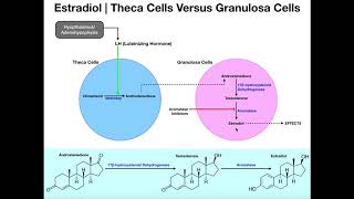 Estradiol Synthesis  Theca Cells amp Granulosa Cells [upl. by Lanuk]