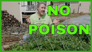 7 Organic Ways to Control Garden Pests [upl. by Ahsenot]