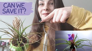 TILLANDSIA CYANEA  BROMELIAD  TILLANDSIA CYANEA HOW TO GROW AND PROPAGATE [upl. by Kimmel]