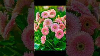 Gerbera plant garden phalphoolaursabjiyaindoorplants gardenplant floweringplant flowers [upl. by Norvol]