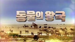 KBS 1TV 동물의 왕국 OP ED 2020 12 17 [upl. by Winonah]