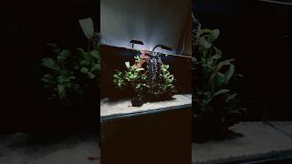 DIY Sand Waterfall with Anubias Local planted Movable [upl. by Nogas573]