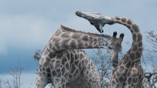 Giraffes Fight in Slow Motion [upl. by Eradis]