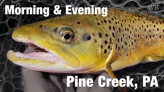 Fly Fishing Morning amp Evening Pine Creek PA  Bonus Ending  Wooly Bugged [upl. by Friedly]