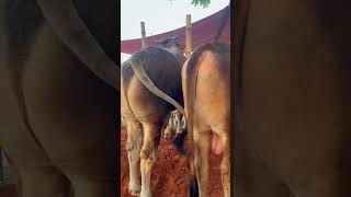 Two red sahiwal bulls at Paragram gorur haat cowvideo cow cowparade cowpalace cowcalf bulls [upl. by Yedarb]