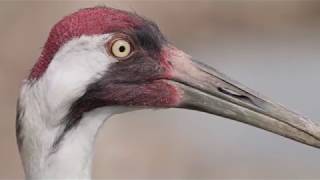 Whooping Crane Day 2019 [upl. by Aed]