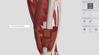 Lower Limb Dissection in 3D with Complete Anatomy [upl. by Lorsung]