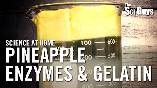 Pineapple Enzymes and Gelatin  The Sci Guys Science at Home [upl. by Etteluap]