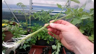 Como CLONAR Una Planta De Tomate PASO A PASO Por Esqueje GUÍA FÁCIL  La Huertina De Toni [upl. by Alistair]