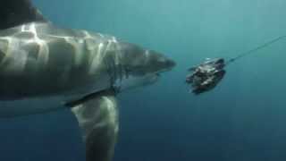 Lâ€™ ILE des GRANDS REQUINS BLANCS du PACIFIQUENORD  Chapitre 1 [upl. by Bilbe]