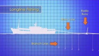 Basic Kapal Longline  Longline Fishing Procedures [upl. by Ocirema]