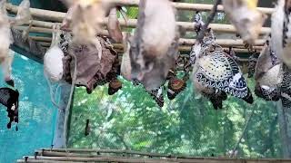 Many butterfly hatched from pupa today butterfly how butterflylifecycle butterflyfarm viral [upl. by Anwahsed]