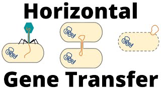 Transformation Transduction and Conjugation Horizontal Gene Transfer in Bacteria [upl. by Damita]