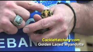 Golden Laced Wyandotte Chicken Breed [upl. by Ailerua]