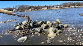 Long island sound clamming catch and cook 142 hard clams [upl. by Aihsinyt]