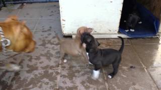 Pitbull puppies Play fighting [upl. by Auhsot313]