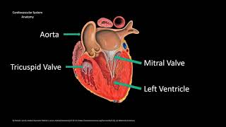 What is Geriatrics SLUCare Geriatric Medicine [upl. by Gipson]