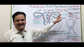 Mensis flow in FemaleFemale Reproductive SystemMenstrual CycleHormonal system in female [upl. by Bocock673]