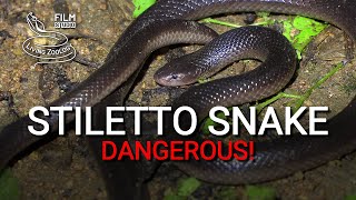 Stiletto snake burrowing asp  dangerous venomous snake with long fangs [upl. by Gweneth]