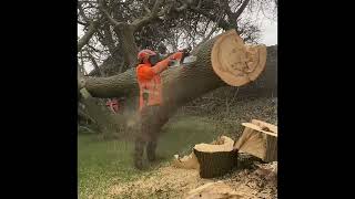 Stihl ms 400 chainsaw  good work from Itslikethatss7ku [upl. by Elime]