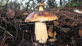 Boletus edulis Sonoma County California USA 2012 Dec 412 [upl. by Eyks]