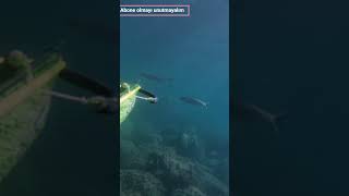 fishing balık spearfishing divekefalayvalık [upl. by Aromat]