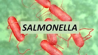 Salmonella [upl. by Kcirderfla551]