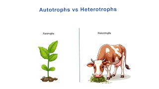 Autotrophs vs Heterotrophs  Differences  Class 10th NCERT  Science  Biology [upl. by Gabey]