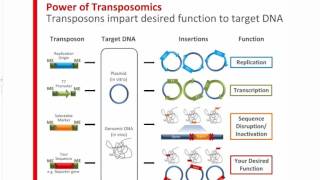 How Can Transposons Accelerate Your Genomics Research [upl. by Bak713]