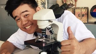 TUTORIAL l How to Properly Use the Microscope and Prepare a Wet Mount [upl. by Melonie]