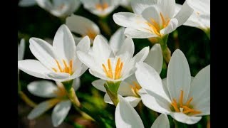 How to grow and care Rain lilies to get more blooms in the pot  Rain Lily  BackyardGardening [upl. by Annawad]