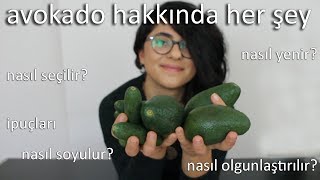 Avokado 101  Nedir Nasıl Seçilir Nasıl Olgunlaştırılır Nasıl Soyulur Nasıl Yenir [upl. by Winterbottom]