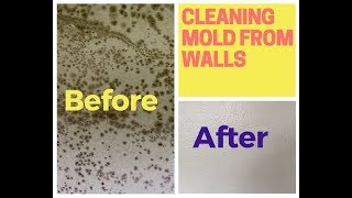 How To Remove Mold From Walls Drywall [upl. by Suzan]