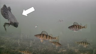 Mysterious Fish Ice Fishing with Underwater Camera Perch Frenzy [upl. by Brittney974]