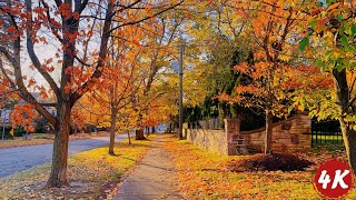 A Morning Walk  Canadian Neighbourhood in Beautiful Autumn  Sound for Sleep and Study [upl. by Goldshlag]