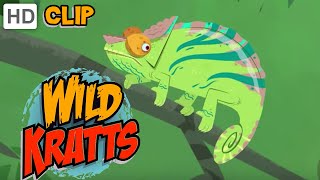 Wild Kratts  Chameleons Rule [upl. by Joyann]